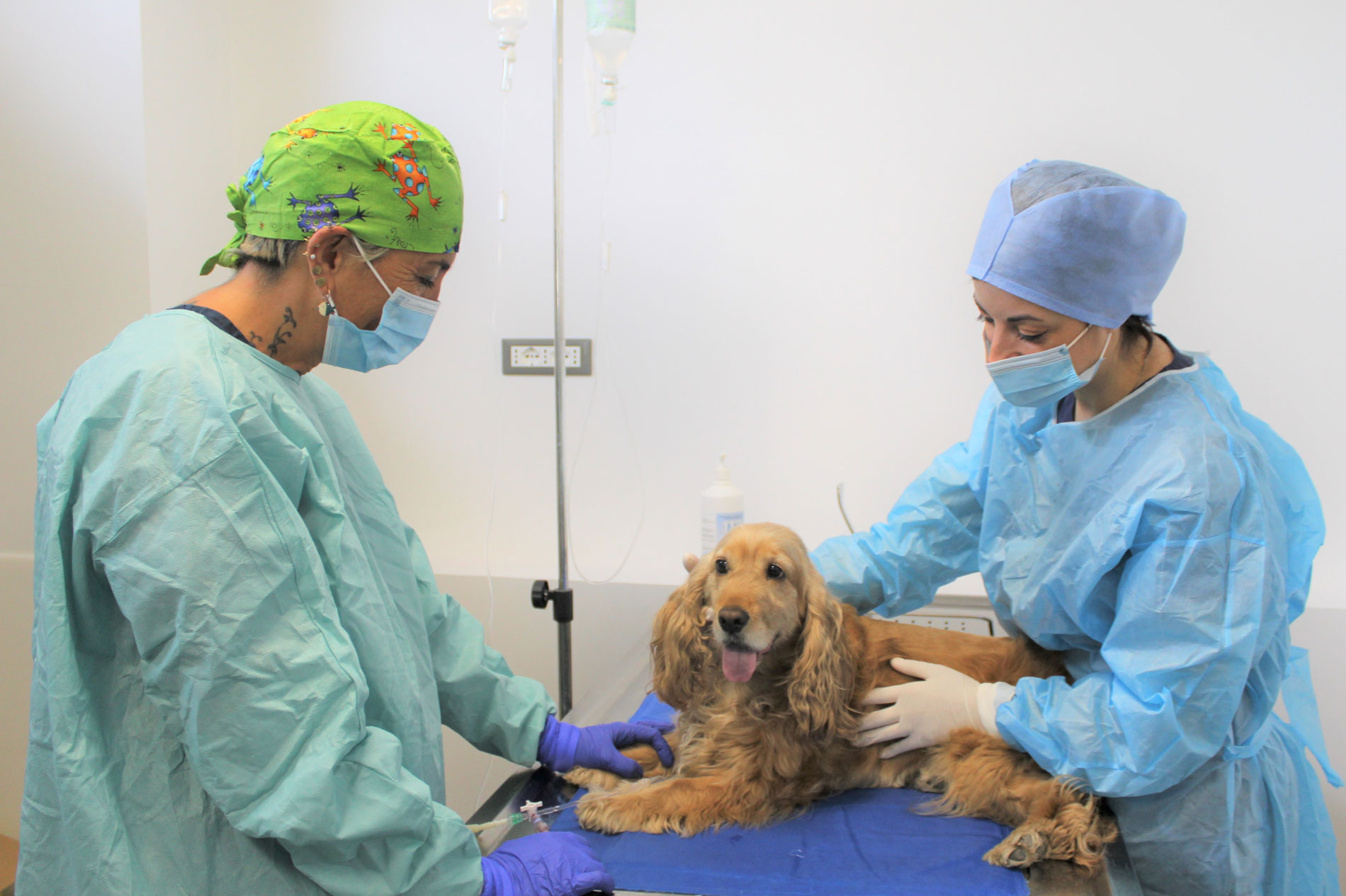 veterinario oncologico catania